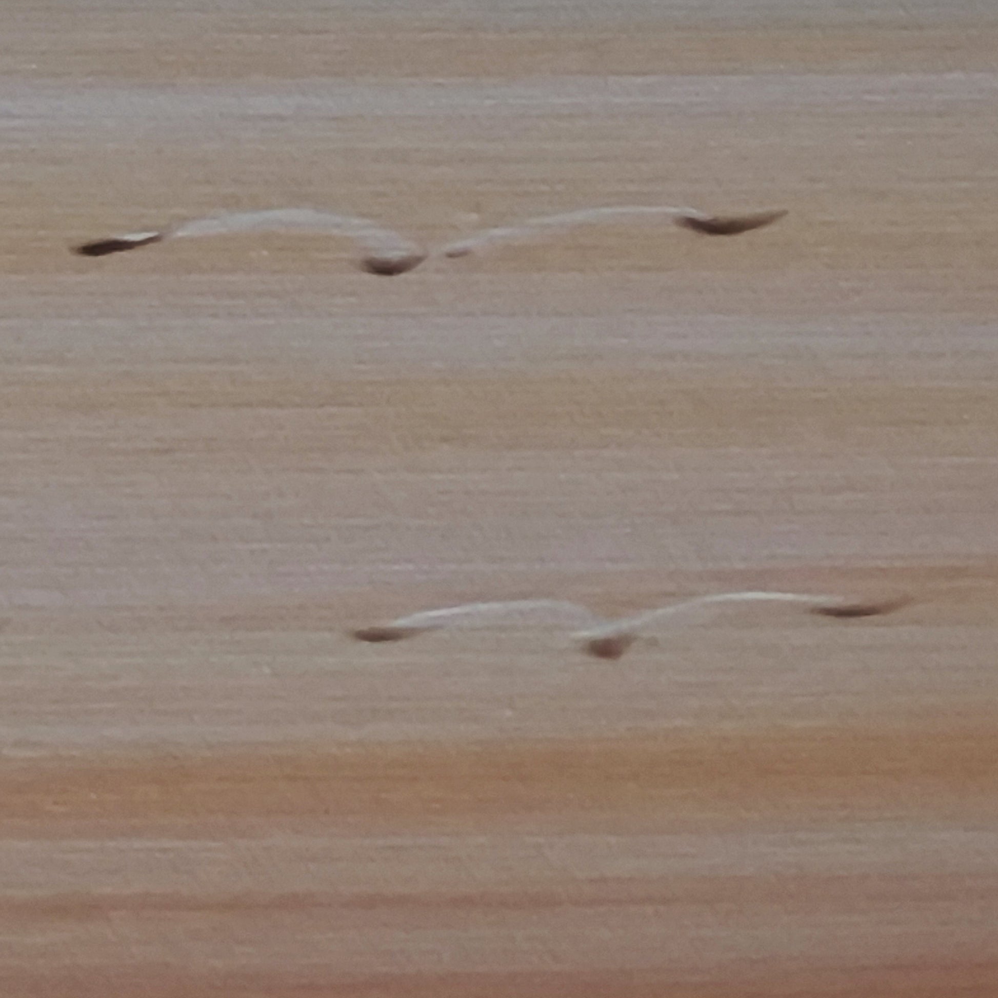 Detail of Eventide Flux painted birds against a soft peach sky